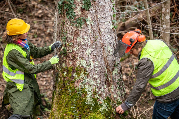 Professional Tree Services in Barnwell, SC